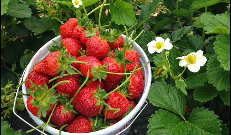 Ung thư não có nên ăn hoa quả không? Ung thư não nên ăn hoa quả gì? 3