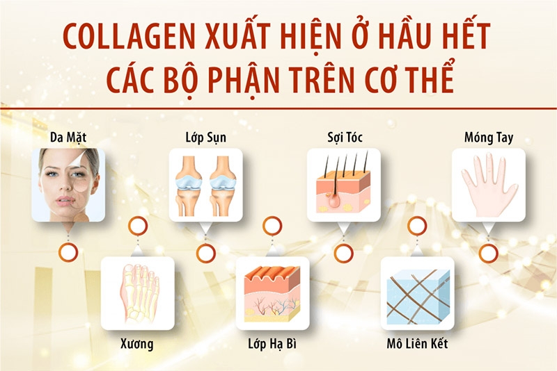 Uống Collagen có tác dụng gì đối với sức khỏe và làn da 1