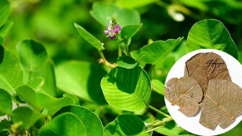 Kim tiền thảo là gì? Uống kim tiền thảo có hại dạ dày không 1