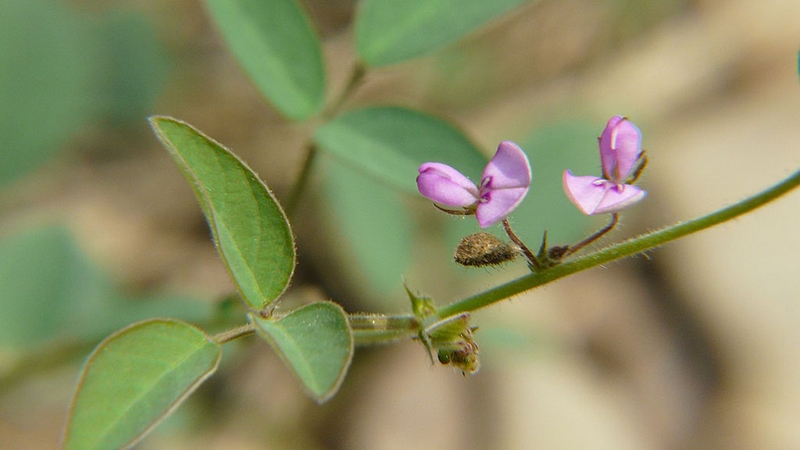 Kim tiền thảo là gì? Uống kim tiền thảo có hại dạ dày không 2
