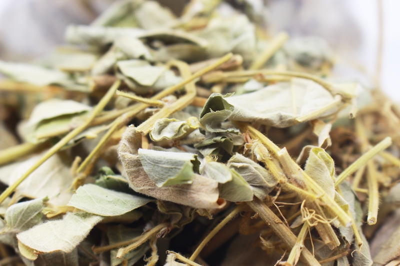 Kim tiền thảo là gì? Uống kim tiền thảo có hại dạ dày không 3