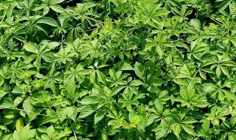 Uống nước lá gì để giảm mỡ máu? Bật mí một số loại lá làm sạch mỡ máu hiệu quả 4