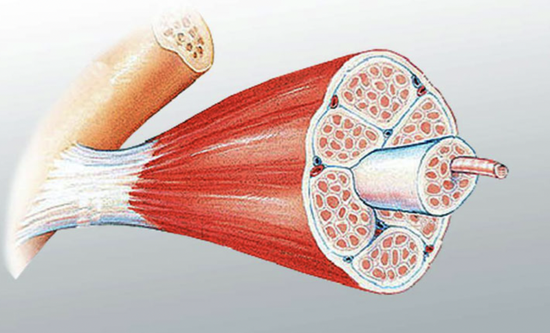 vai-tro-benh-ly-lien-quan-den-gan-la-gi 2