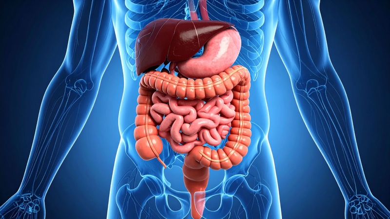 Venetoclax chủ yếu được thải trừ qua đường phân