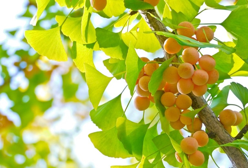 Ginkgo Biloba - Giải pháp bổ não, tăng cường trí nhớ hiệu quả1