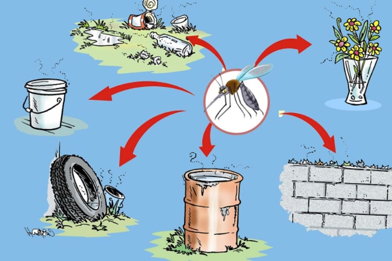 Virus zika gây teo não: Triệu chứng, chẩn đoán và cách điều trị 4