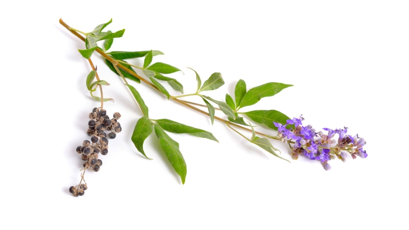 Các hoạt chất từ quả được chiết xuất bằng dung môi và kỹ thuật phù hợp