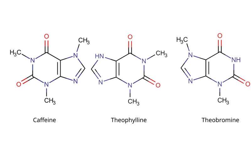 Xanthine làm khung cấu trúc để tạo ra các chất có hoạt tính sinh học mạnh như caffeine, theophylline và theobromine