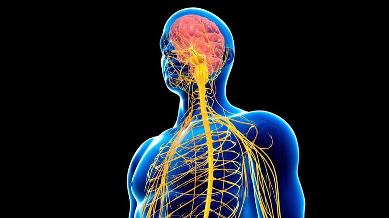 Zinc citrate được dùng phổ biến để bổ sung kẽm, hỗ trợ nhiều hoạt động sinh lý thiết yếu của cơ thể