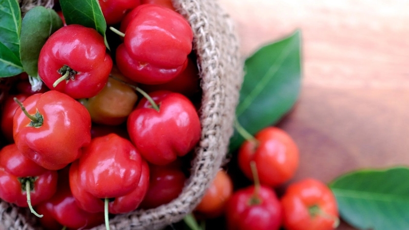 Acerola cherry là gì? Lợi ích tuyệt vời của acerola cherry 1