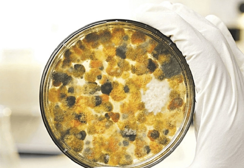 Aflatoxin là gì? Nguyên nhân nấm Aflatoxin có trong thực phẩm mốc dễ gây bệnh ung thư 1