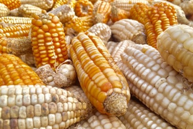 Aflatoxin là gì? Nguyên nhân nấm Aflatoxin có trong thực phẩm mốc dễ gây bệnh ung thư 3