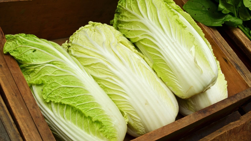 Ai không nên ăn cải thảo? Những lưu ý cần biết khi ăn cải thảo 3