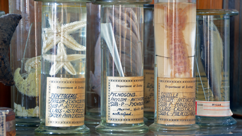 Formalin là dung dịch chứa formaldehyde, được ứng dụng rộng rãi trong bảo quản mẫu và công nghiệp