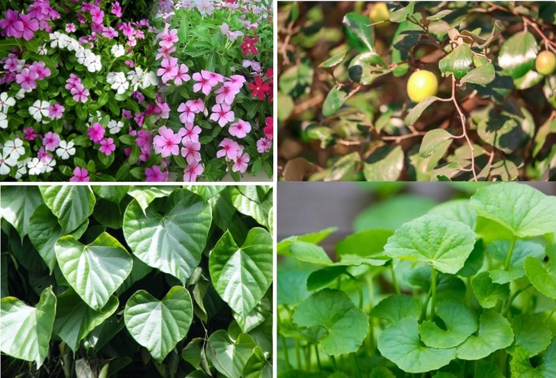 Alkaloid là gì? Ứng dụng của alkaloid trong y học 2