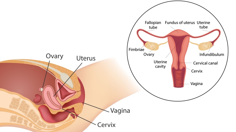Âm đạo là gì? Vị trí, cấu tạo và chức năng âm đạo 2
