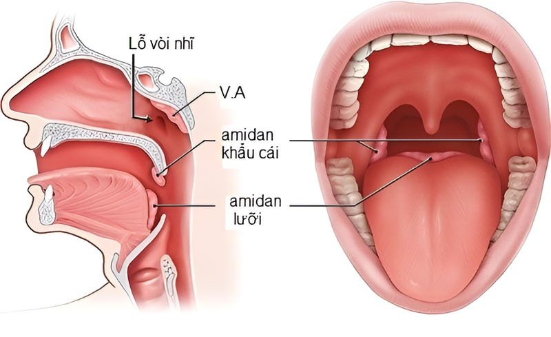 Amidan bình thường là gì? Cách phân biệt amidan bình thường với amidan bị viêm 1