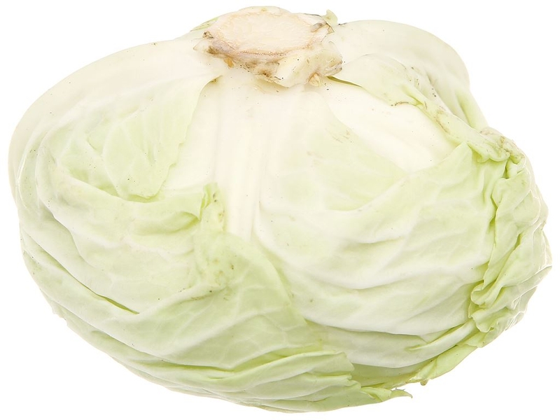 Bắp cải là loại rau quen thuộc trong bữa cơm hàng ngày