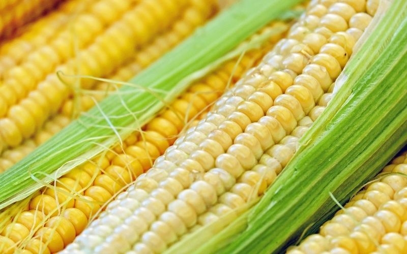 Ăn bắp có bị sẹo lồi không? Những thực phẩm cần tránh khi có vết thương hở 2