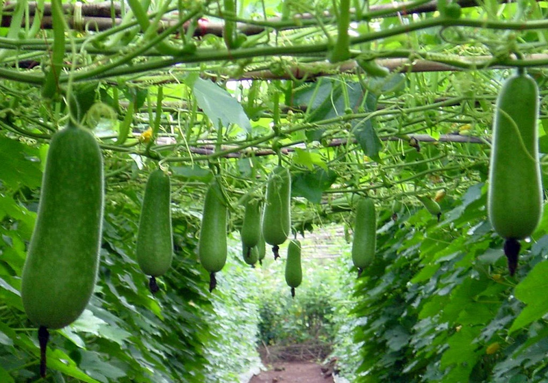 Ăn bí xanh có tác dụng gì đối với sức khỏe? Những ai không nên ăn bí xanh?1