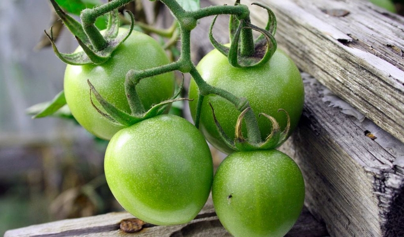 Ăn cà chua sống có tác dụng gì? Có nên ăn mỗi ngày không? 3