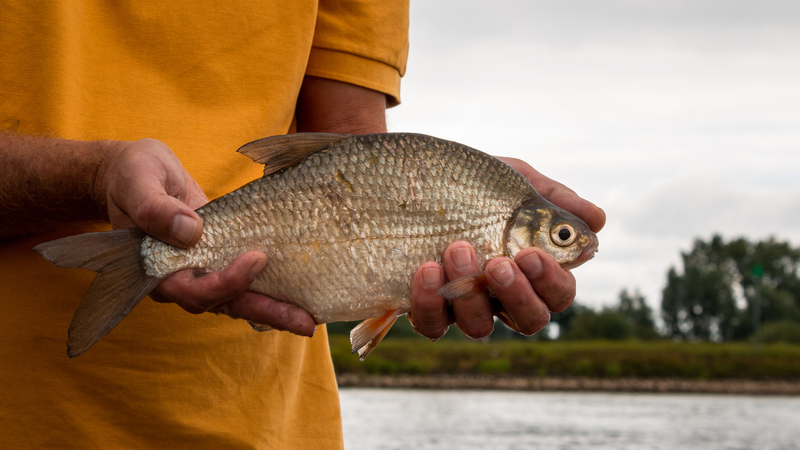 Ăn cá mè vinh có tốt cho sức khỏe không? 1