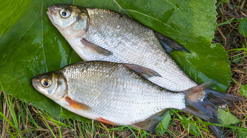 Ăn cá mè vinh có tốt cho sức khỏe không? 2