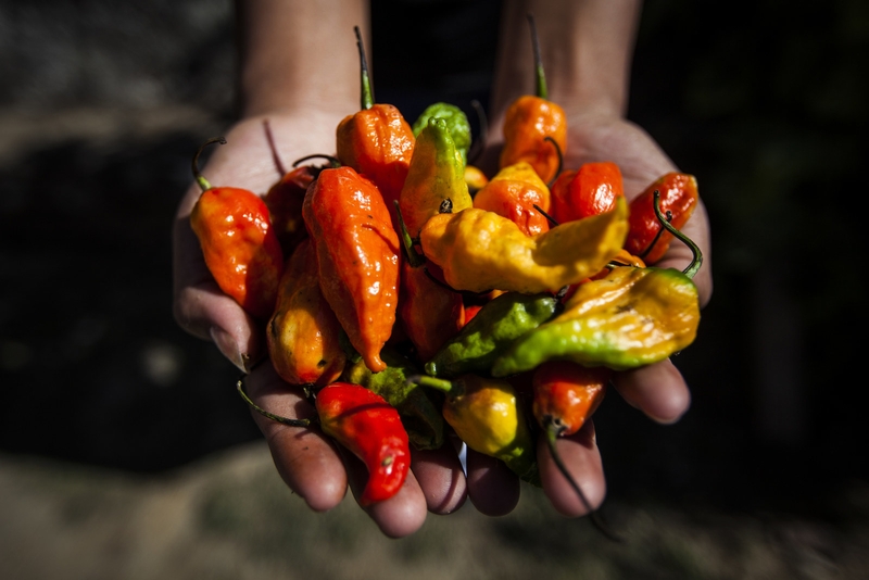 Ăn cay có thật sự khiến bạn bị mụn? 4