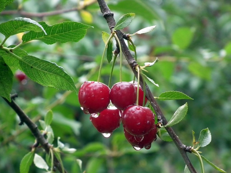 Ăn cherry có nổi mụn không? Cần lưu ý gì khi ăn cherry? 4
