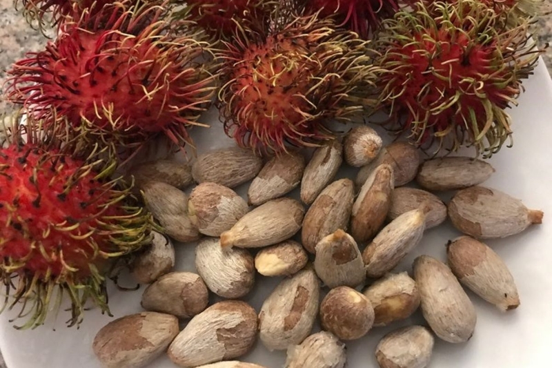 Ăn chôm chôm có tác dụng gì? Những loại chôm chôm phổ biến hiện nay? 2