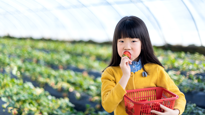 Dâu tây cung cấp nhiều vitamin, khoáng chất và các hợp chất chống oxy hóa có lợi cho cơ thể