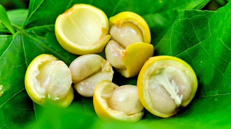 Ăn dâu da xanh có nuốt hạt được không? Cách hạn chế nuốt hạt dâu da cho trẻ 1