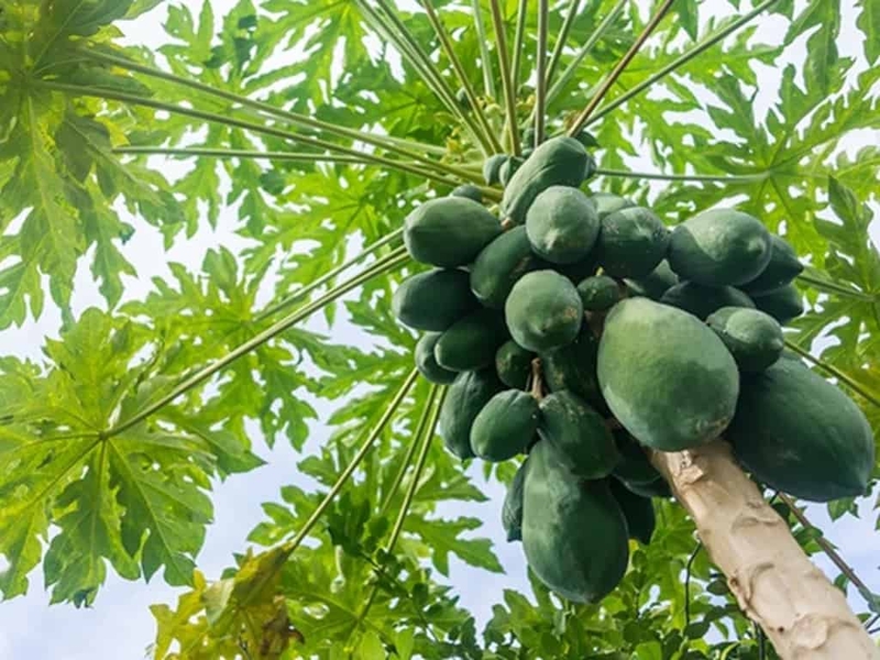 Ăn đu đủ xanh có bị sảy thai không? 1