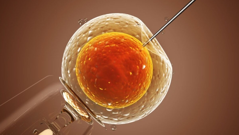 Ăn gì bổ trứng làm IVF để tăng hiệu quả thành công? 1