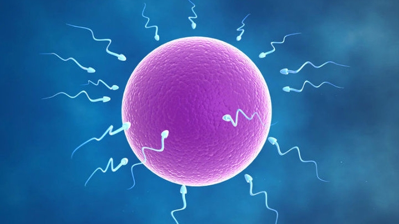 Ăn gì bổ trứng và tăng cường khả năng thụ thai cho chị em phụ nữ 2