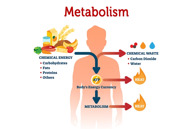 Ăn gì có nhiều năng lượng hoạt động cả ngày dài? - 1
