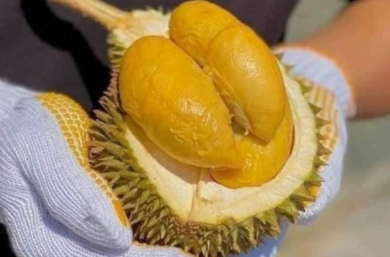 Ăn gì tốt cho niêm mạc để chuyển phôi, giúp phôi làm tổ trong tử cung? 3