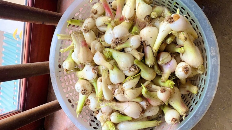 Tự chọn nguyên liệu để làm hành muối sẽ đảm bảo an toàn vệ sinh thực phẩm