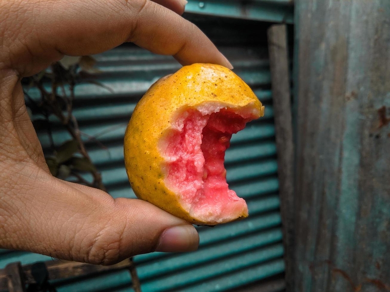 ăn hạt ổi có tốt không 2