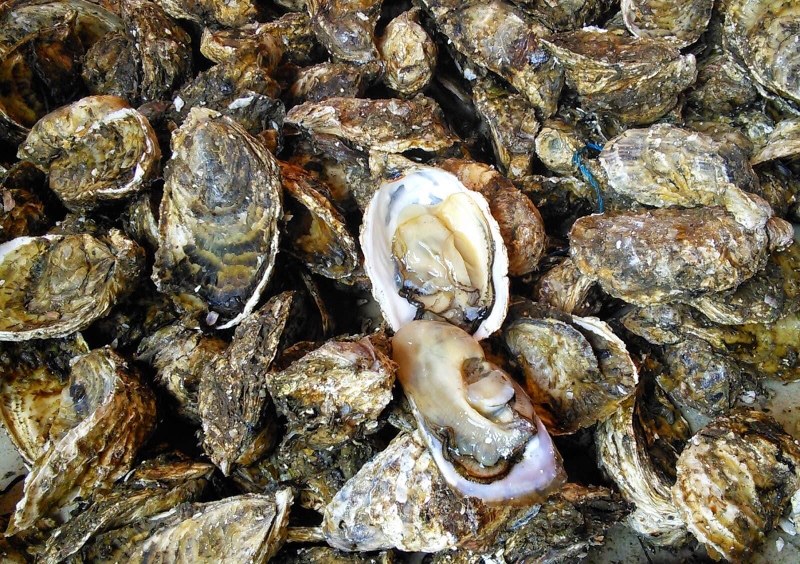 Ăn hàu sống có tác dụng gì đối với sức khỏe? 1