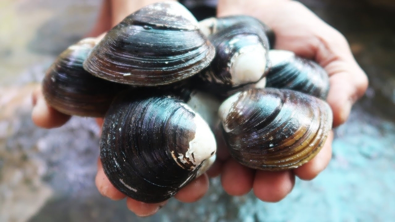 Ăn hến có tốt không? Giá trị dinh dưỡng của hến 2