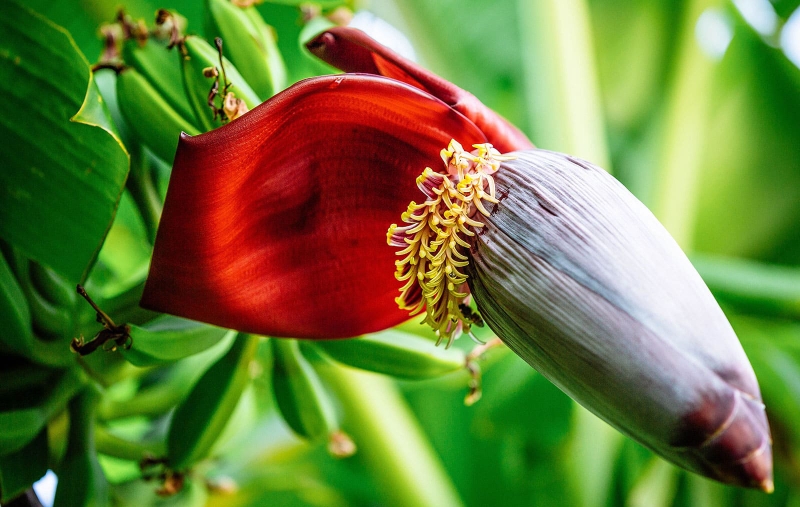 Ăn hoa chuối có tốt không? Cần lưu ý gì khi sử dụng? - 1