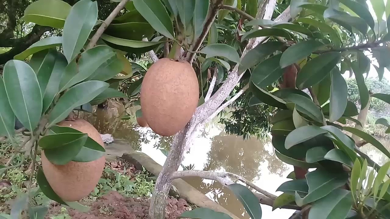 Ăn hồng xiêm có béo không? Cách ăn hồng xiêm cho người giảm cân-2