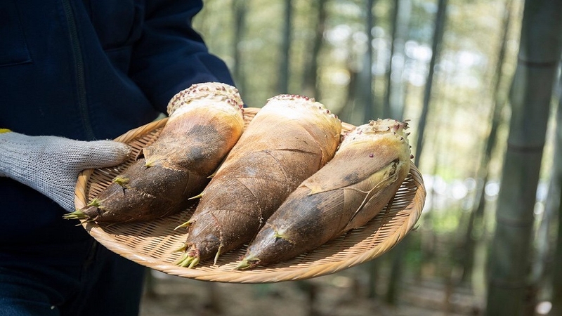 Măng giàu chất dinh dưỡng và nếu biết cách xử lý đúng cách, sử dụng đúng đối tượng thì loại thực phẩm này rất có lợi