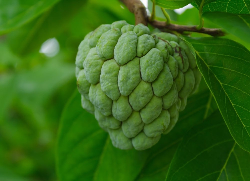 Ăn na có béo không? 1 quả na bao nhiêu calo 2