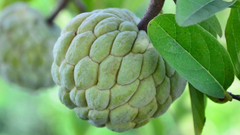 Ăn na có giảm cân không? Lượng calo trong na là bao nhiêu? 1