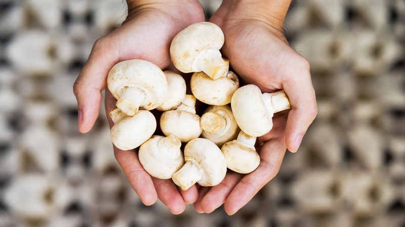 Ăn nấm rơm có tốt không? 2