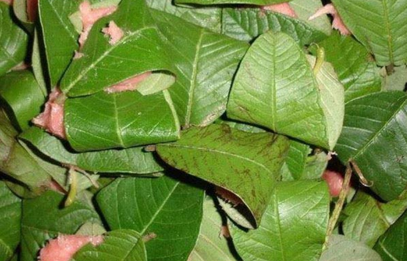 Ăn nem chua có tốt không? Ai không nên ăn nem chua? 2