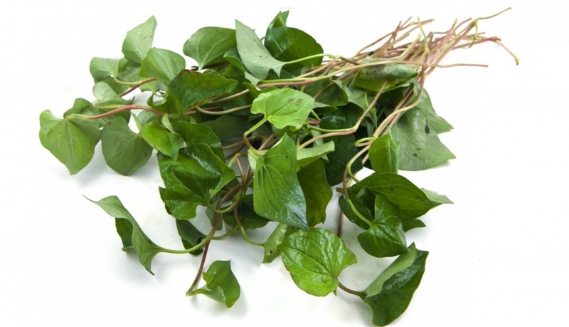 4 tác hại của rau diếp cá khi dùng sai cách ảnh hưởng sức khoẻ con người 4