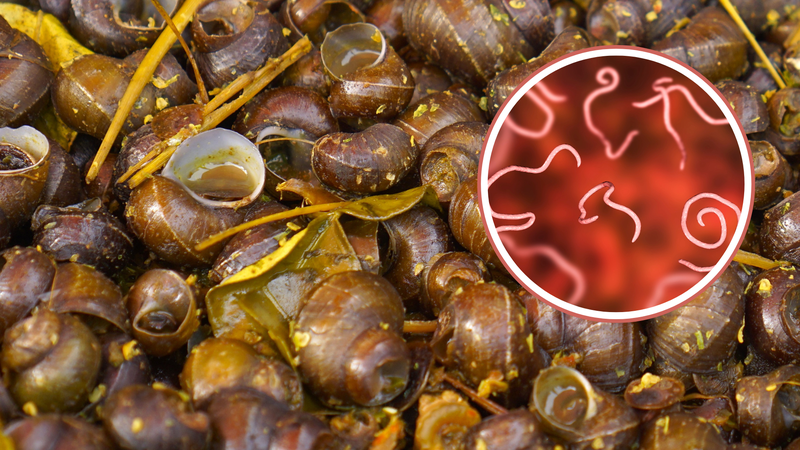 Ăn ốc có bị nhiễm sán không? Câu trả lời là có thể